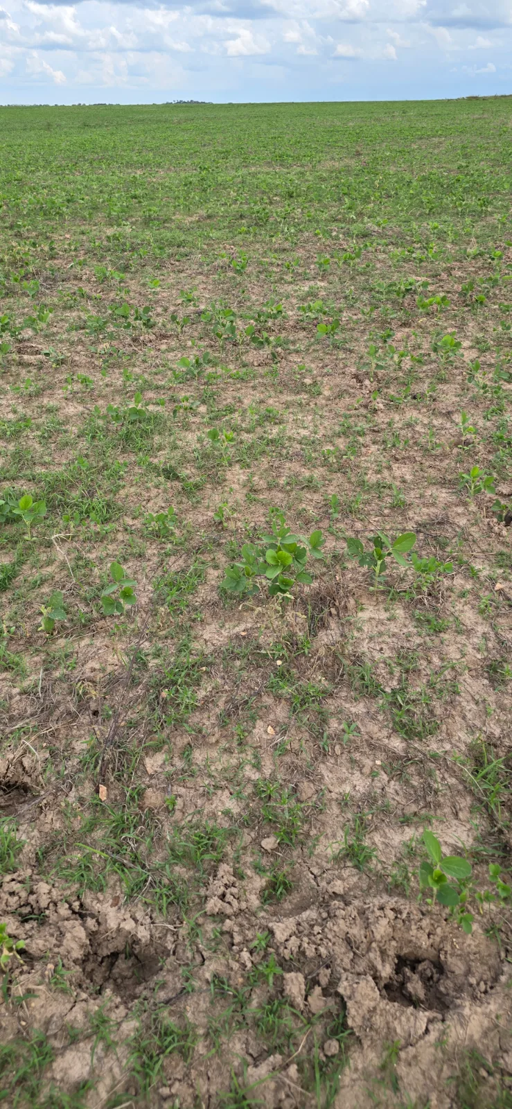 Foto do trabalho Pulverização de Soja em Codó-MA