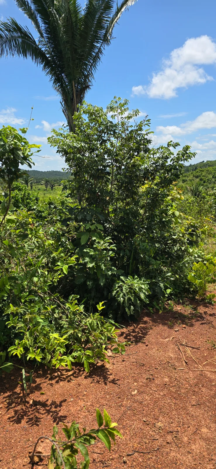 Foto do trabalho PULVERIZAÇÃO DE HERBICIDA EM PASTAGENS