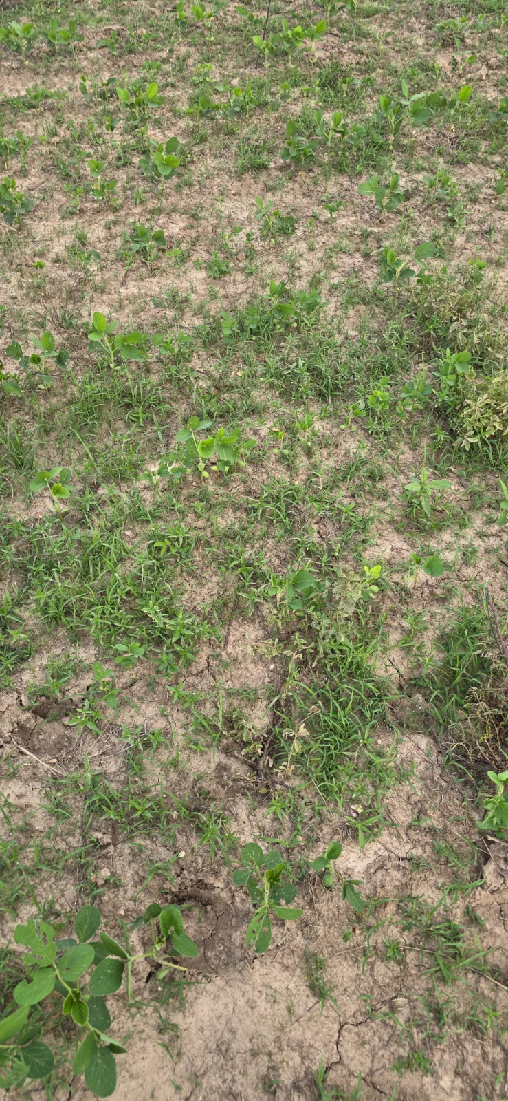 Foto do trabalho Pulverização de Soja em Codó-MA