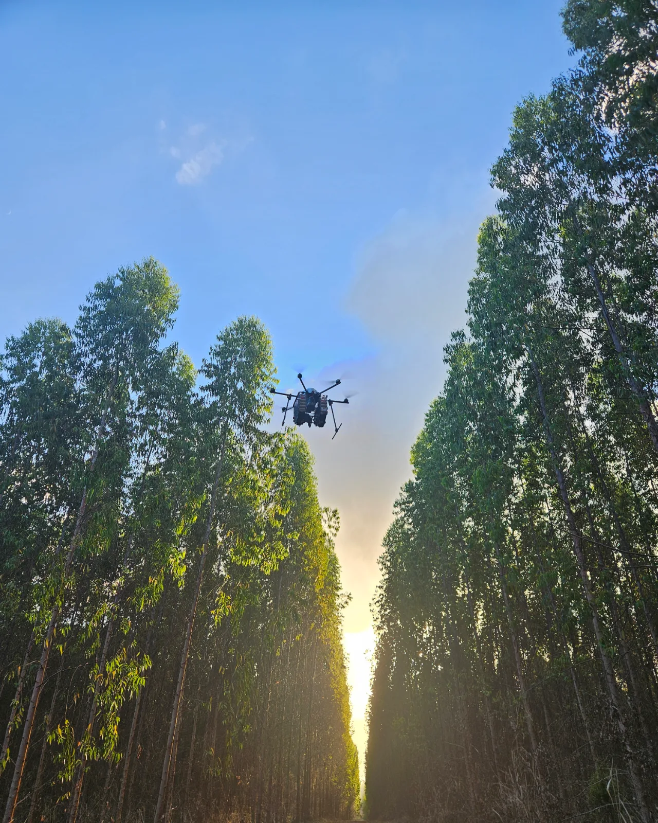 Foto da operação Liberação de inimigos naturais