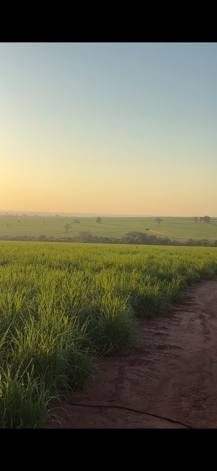 Foto do trabalho Pulverização de cana de açúcar em Orindiuva - SP